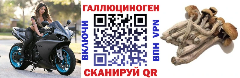 kraken ссылки  Ладушкин  Галлюциногенные грибы Psilocybe  где можно купить  